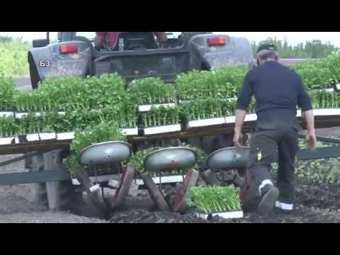 Video: Prisiljavanje Luka, Uzgoj Celera I Pastrnjaka