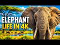 Elephant Life in the Wild 🐘 | Stunning Nature Film for Big Screens #elephants