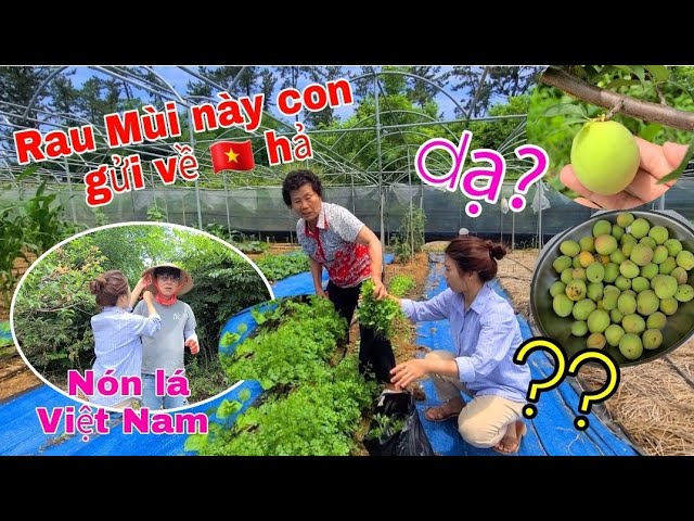 Mẹ chồng🇰🇷 Trồng rau mùi 🇻🇳 lên xanh rờn. anh Soo đội nón lá Việt nam. hái mơ quá mùa tớ mộng