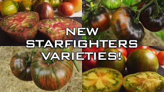 New tomato varieties added to the Starfighters line!