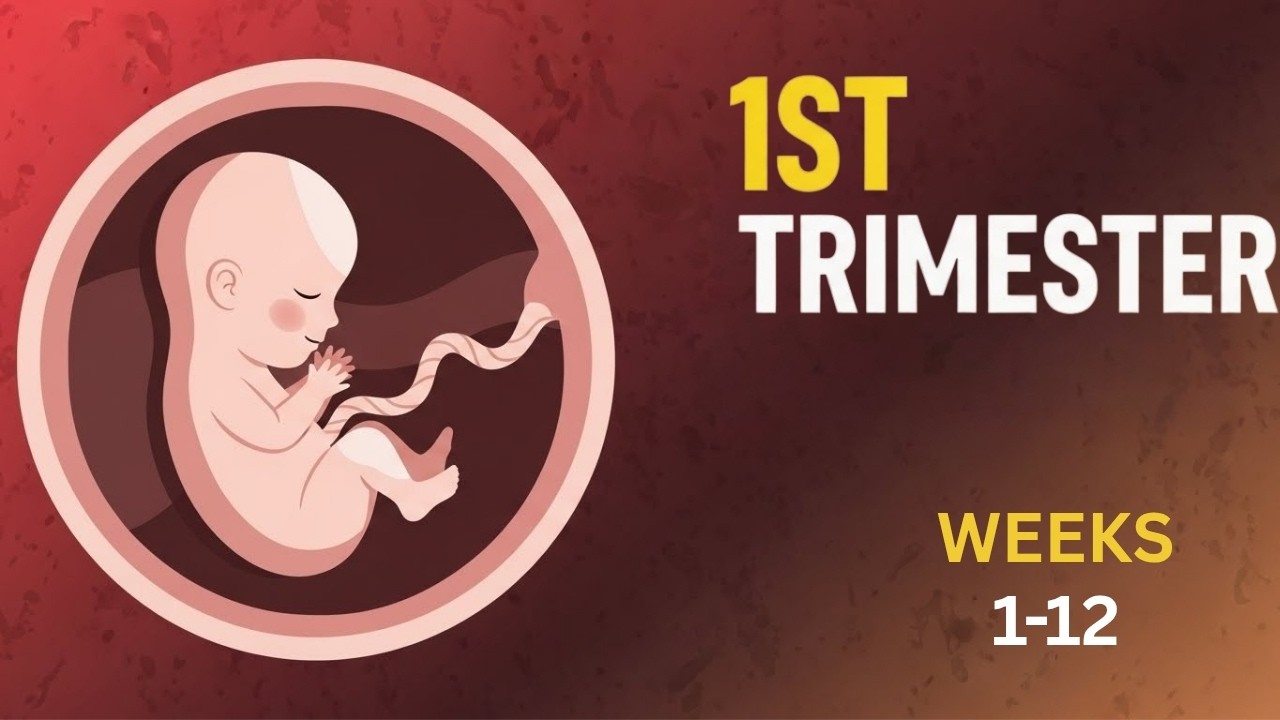 Your First Trimester Pregnancy Explained (Week 1-12) | Week by Week ...