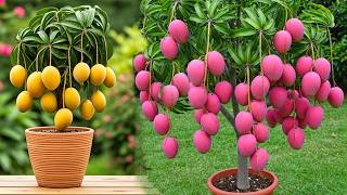 Using bananas to mango cuttings is better than rooting stimulant
