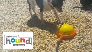 Doggy Drencher from Outward Hound