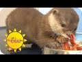 Der süßeste Nachwuchs ever: Otterbaby "Pikachu" verdreht allen den Kopf! | SAT.1 Frühstücksfernsehen