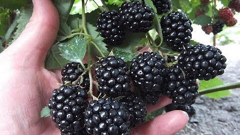 Сорта самой крупной ежевики. Ежевика крупноплодная бесшипная. Сорта самой крупной ежевики. Ежевика киова. Ежевика сорт натчез.