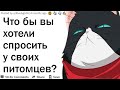 О чем бы вы хотели поговорить со своими питомцами?