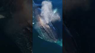 30 Tons Whale Emerges Swallows Air.@Https://Youtube.com/@Kazak_Dalasi_