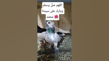 اللهم صلِّ وسلم وبارك على سيدنا محمد 🌺🤲🏻🕊🤍 #ياسر_الدوسري #quran #سورة_الاحزاب #قرآن_كريم #اكسبلور