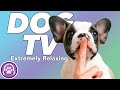 TV for Dogs: The Perfect Relaxation Videos for You and Your Dog!