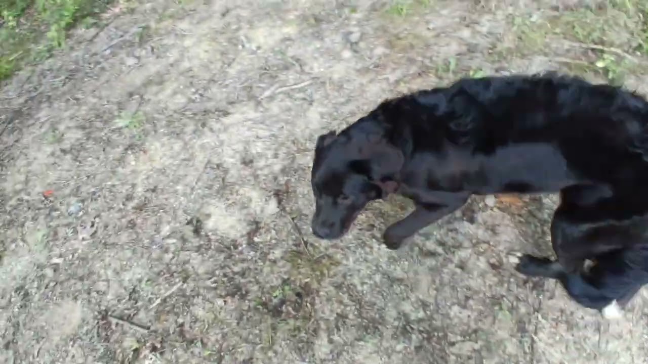 Basecamp and Building our home update!!! Progress so far! Breaking ground for foundation and new pup