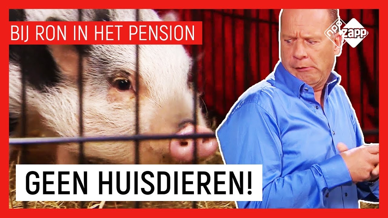 Slim Varkentje Dat Schapen Hoedt