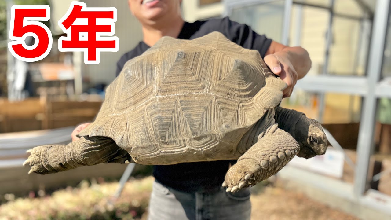 飼育５年目のゾウガメがとんでもない大きさになっていました