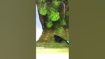 Thùng xốp thủy sinh.#guppy shorts#LATTV#cabaymau#ca7mau