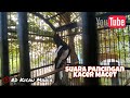 Suara Pancingan Burung Kacer Macet Rd Kicau Mania Mp3 - Mp4 Download