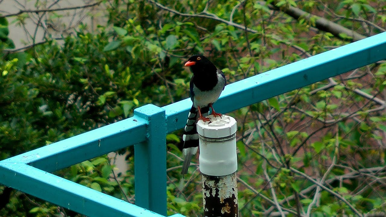 Red-billed Blue Magpie on blue railing of blue panelled building - Urocissa erythroryncha