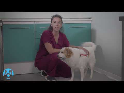 Video: Come Insegnare A Un Cane I Comandi - 