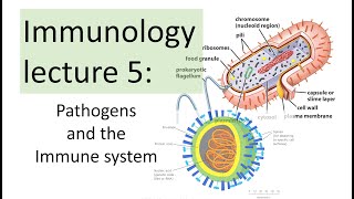 Immunology Lecture 5 | Pathogens and the immune response