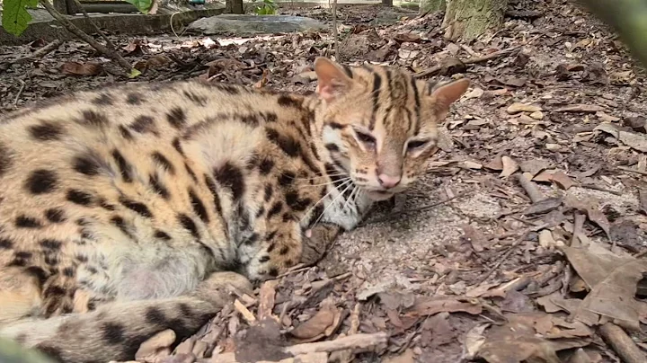 Watch the video about Beautiful Asian Leopard cat