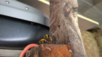 bumblebees mating