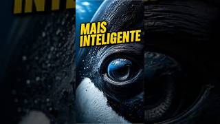 Animais Mais Inteligentes do Mar 🧠 #curiosidades #animals #animais