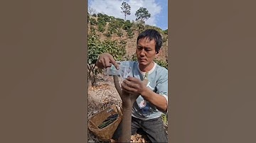 How China Grows TONS of Seedless Mangoes! 🥭🤯
