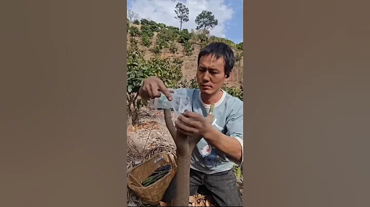 How China Grows TONS of Seedless Mangoes! 🥭🤯