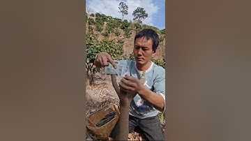 How China Grows TONS of Seedless Mangoes! 🥭🤯