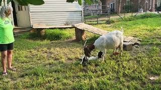 Boer goats new babies ...