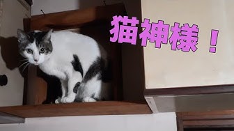 猫神様 Youtube 猫神様 Youtube