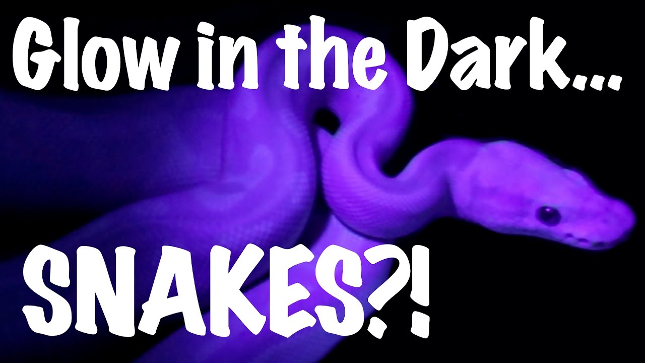 enchilada sauce brands Glow in the Dark Snakes!! - Morphs 101 from South Africa!