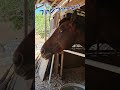 津波警報のサイレンを聞いた引退競走馬とヤギの反応がこちら！＃サラブレッド＃ヤギ＃引退馬支援活動