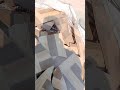 صلواعلى الحبيب المصطفى كسر جرانيتو فاخر ومن الأخر شغل اليوم صلواعلى الحبيب المصطفى كسر جرانيتو فاخر ومن الأخر شغل اليوم