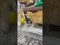 Silly cats