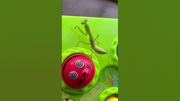 CUTIE PRAYING MANTIS WANTS TO PLAY 😅😁#shorts #insect #mantis #play #youtubeshorts #japan