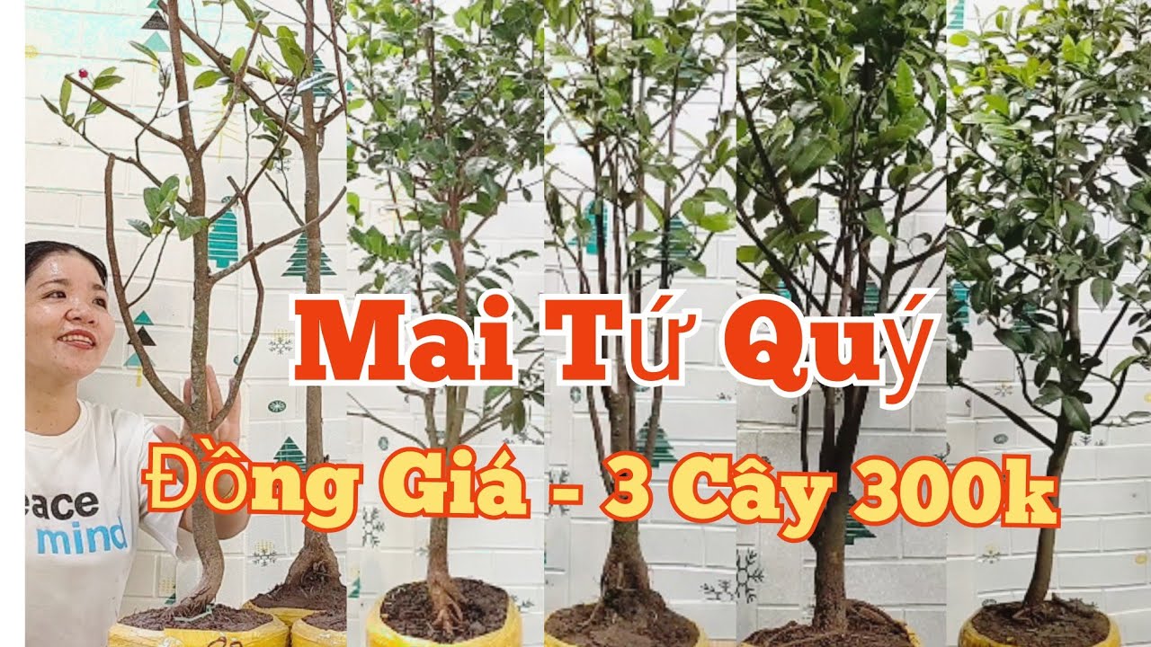 (03/03)☎️ Mến: 0373.253.427 GL: Mai Tứ Quý.3 cây 300k.