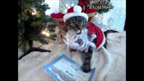 Santa Baby Kitty Cat Revue! Ho Ho Ho! and a very M...