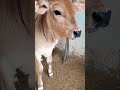 calm sound of cow | #cow sound | #asmr | #nature sound | adorable | tiny | playful