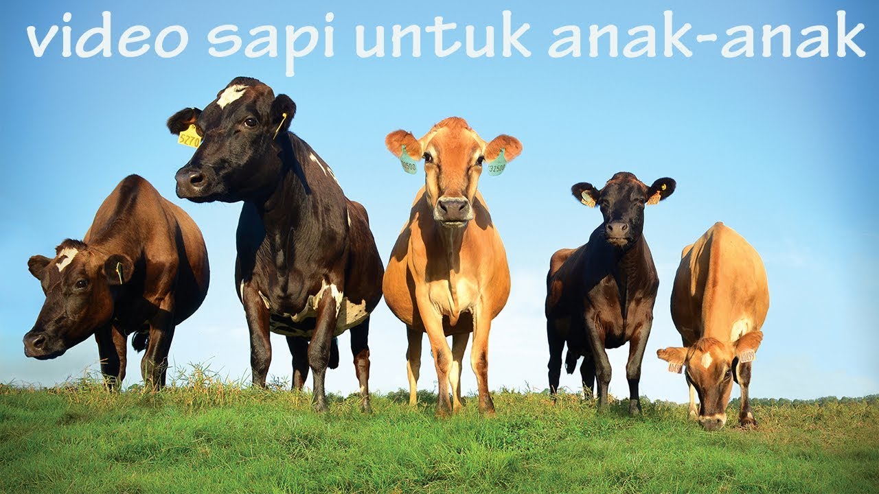 Suara hewan sapi | Video sapi untuk anak anak | Cow Videos for Kids