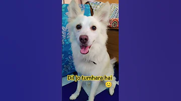 Dog Lovers Reel Trend Fun Like Subscribe Share Comment 