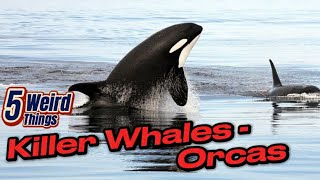 Killer Whales  - Orcas (Actual Killers?)