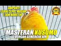 PALING DICARI |  Masteran Lovebird Kusumo + Gemercik Air Lebih Cepat Masuk