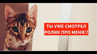 🐈 ЧТО СТАЛО С БЕНГАЛЬСКИМ КОТОМ ЧЕРЕЗ 1,5 ГОДА!?