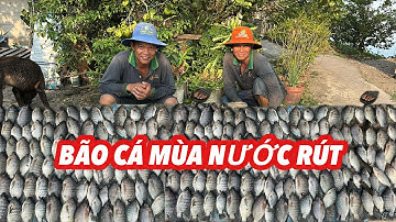 Bão Cá Rô Phi Những Ngày Nước Chớm Rút • Fish| Bông Lúa Đồng Tháp