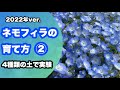 ネモフィラの育て方〜植え付けから3月まで〜#ネモフィラ #gardening