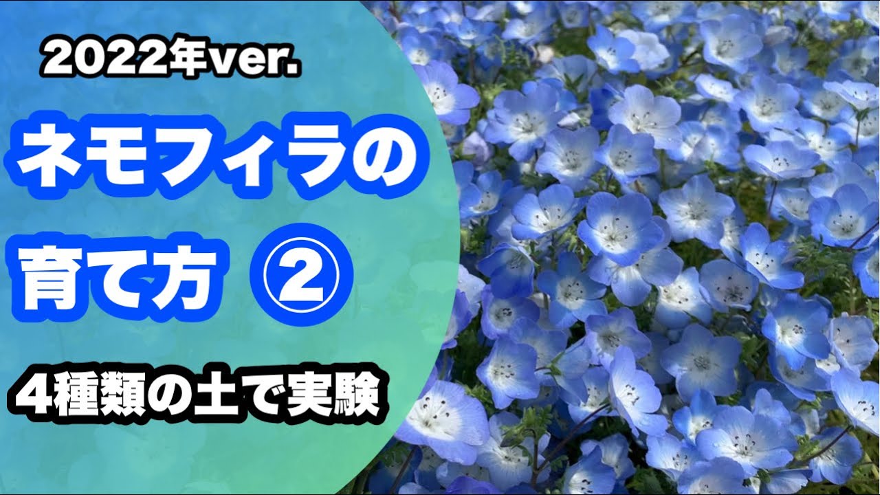 ネモフィラの育て方〜植え付けから3月まで〜#ネモフィラ #gardening