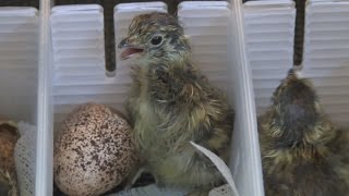 上野動物園でライチョウふ化 乗鞍岳で採集の卵５個
