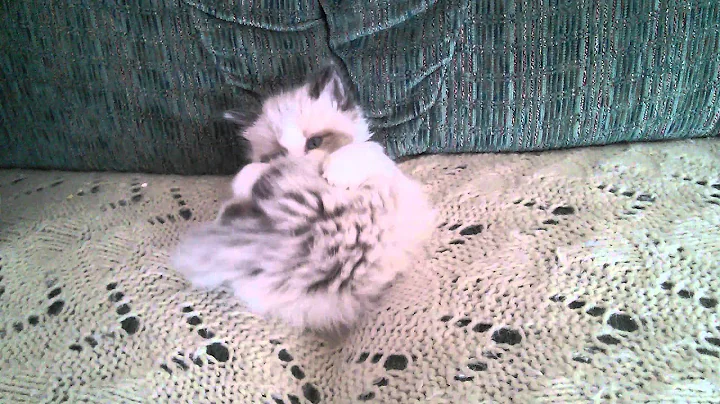 Watch the video about Willow ragdoll snowshoe kitten