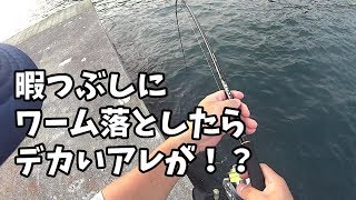 海で暇つぶしにワーム落としたらブリッブリのあの魚が釣れた