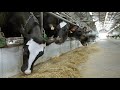 Как повысить среднесуточную молочную продуктивность коровы с 29 до 33 литров молока?