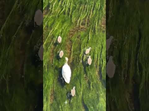 Swan time lol